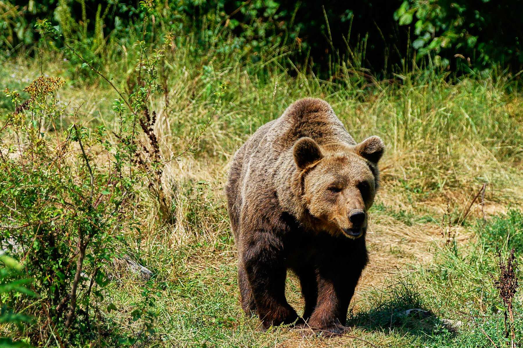 Un ours brun dans l'herbe au refuge de Kuterevo