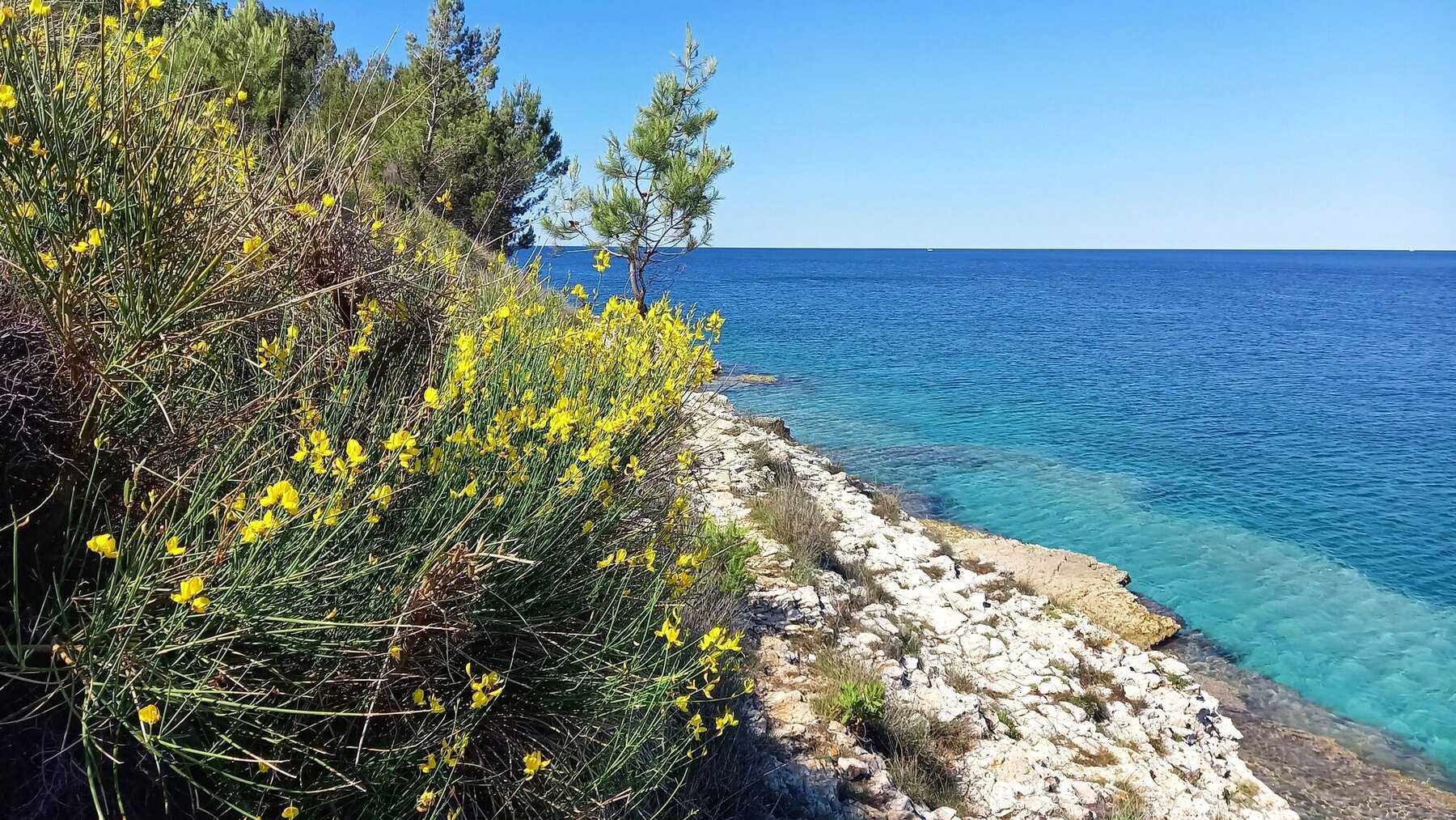 Genêt jaune en fleurs au bord de la mer turquoise, sur la côte rocheuse du cap Kamenjak en Istrie, en juin