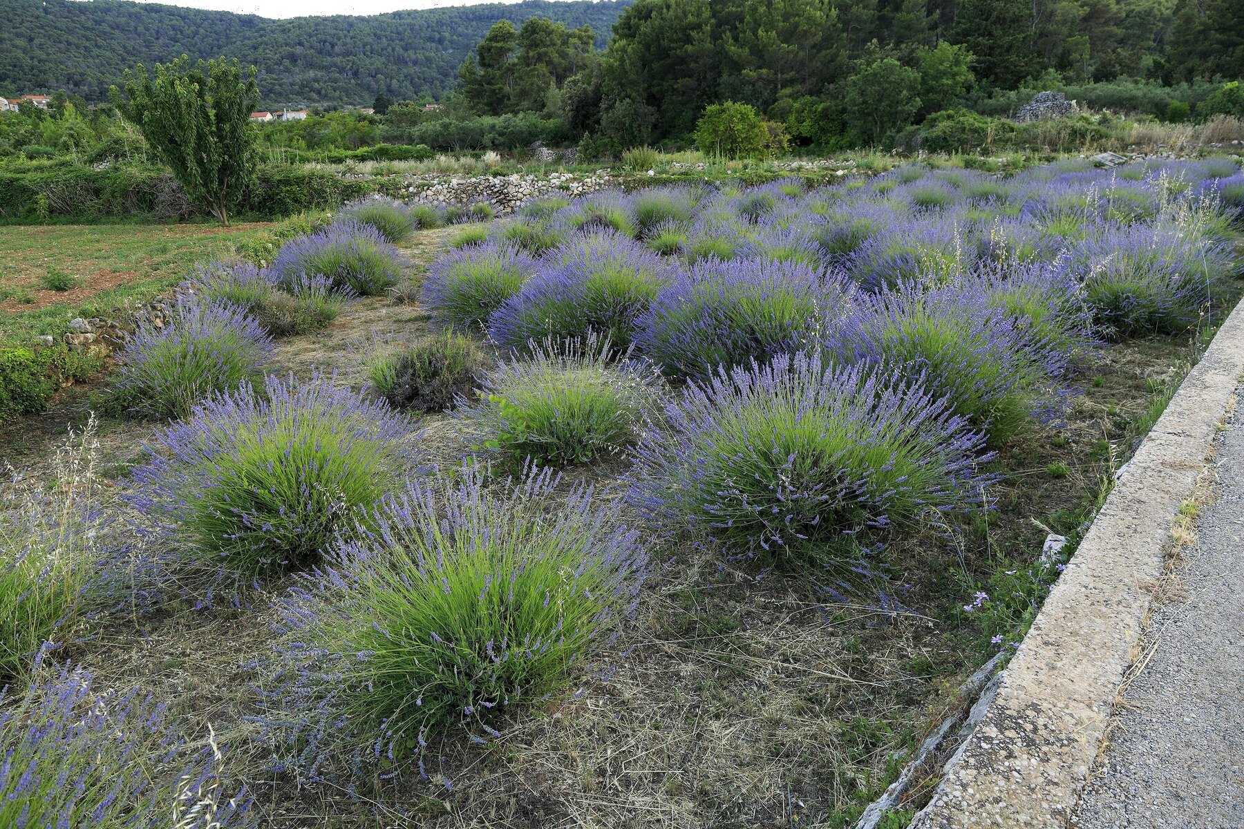 Touffes de lavande en fleur dans un champ de l'île de Hvar
